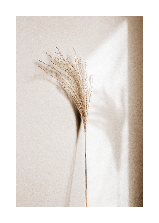  – Fotografie von Schilf in Beige, der an einer hellen Wand lehnt, mit seinem Schatten
