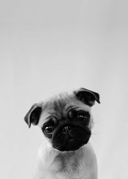 Pug Puppy Poster