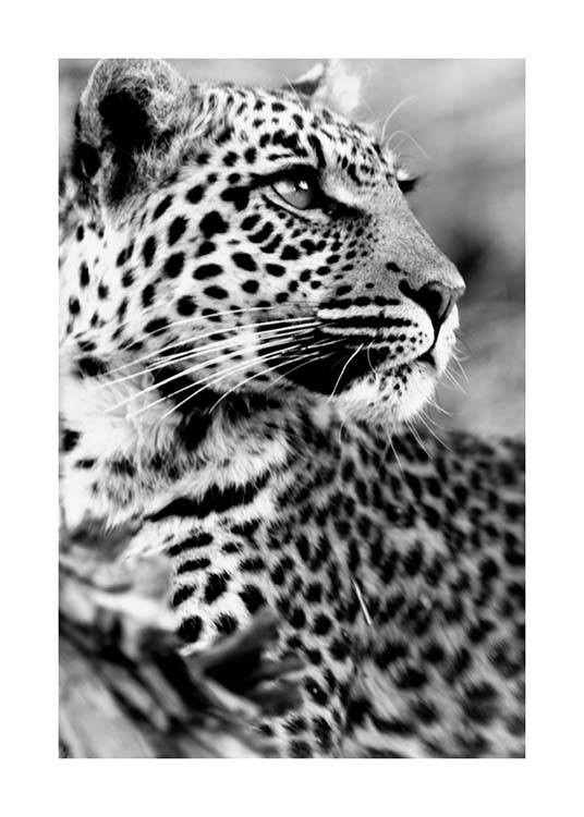 Leopard Poster