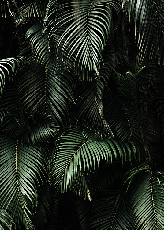 Dark Green Palm Leaves No2 Poster