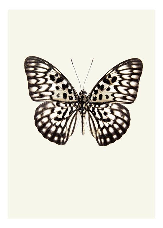 Vintage Butterfly, Poster  