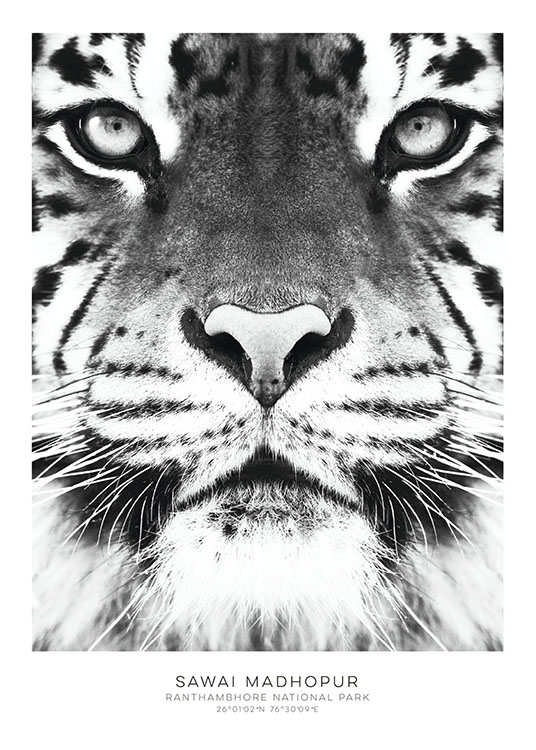 Tiger, Poster