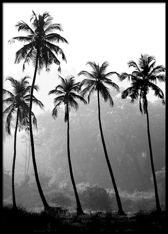 Poster | Bild mit Fotografie von Palmen in Schwarz–Weiß, 50x70 cm