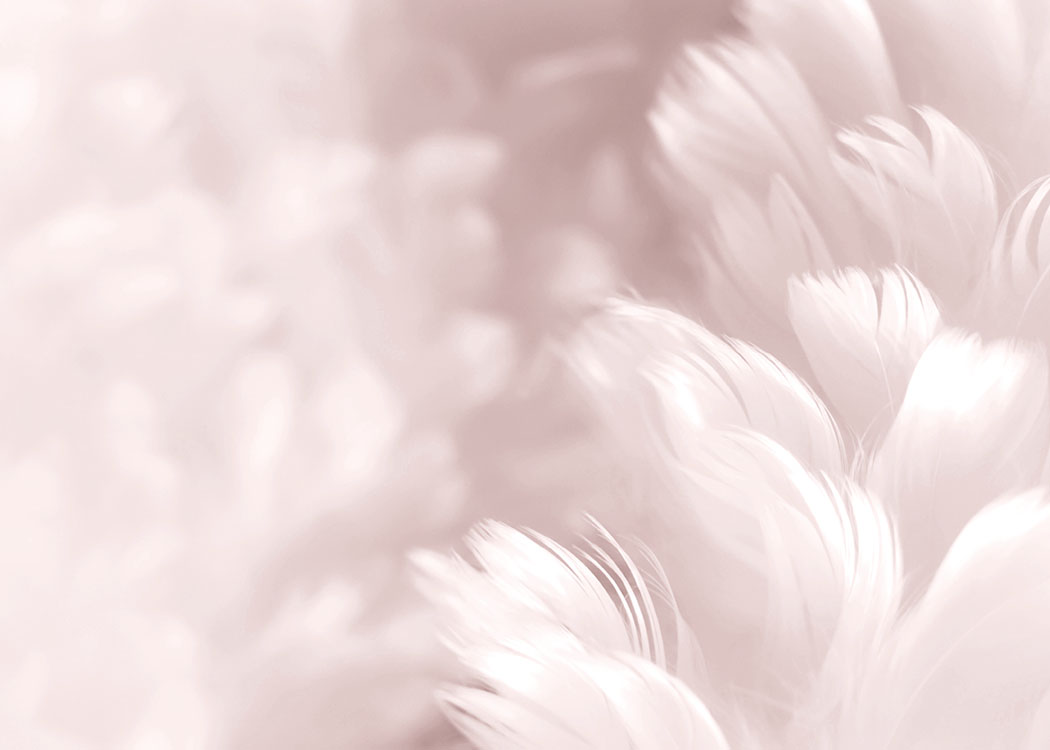 Fluffy Pink Feathers, Poster / Fotografien bei Desenio AB (8512)