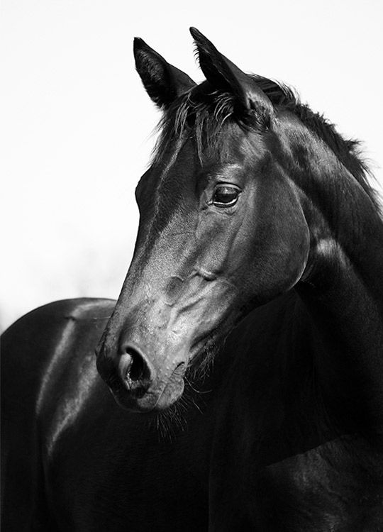 Black Stallion, Poster
