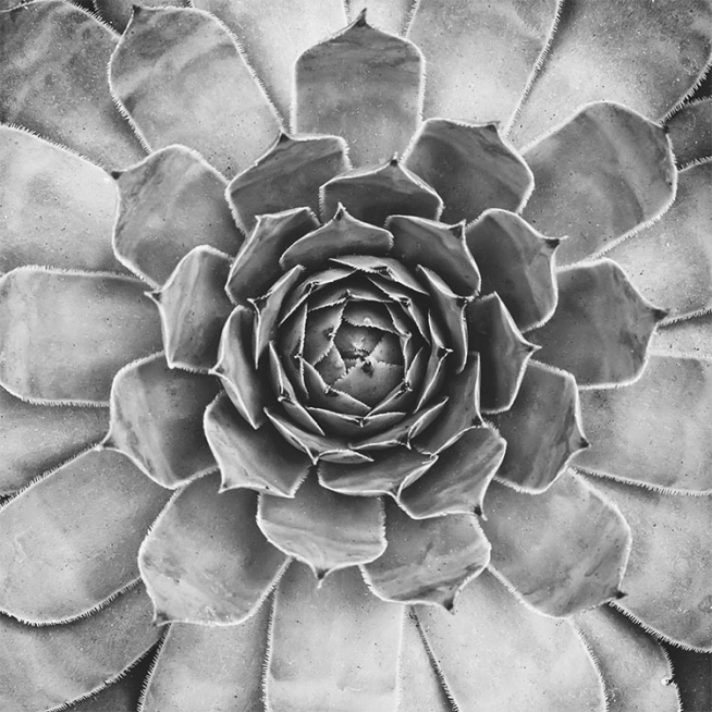 B&W Cactus Plant, Poster