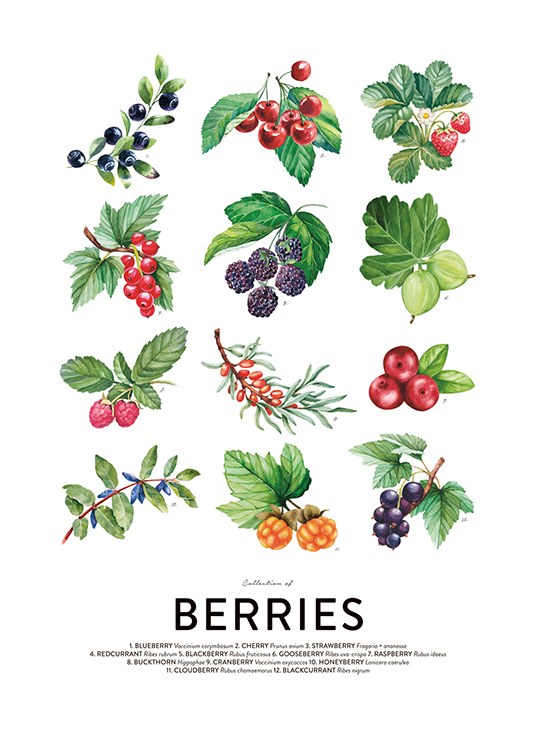 Berries, Poster