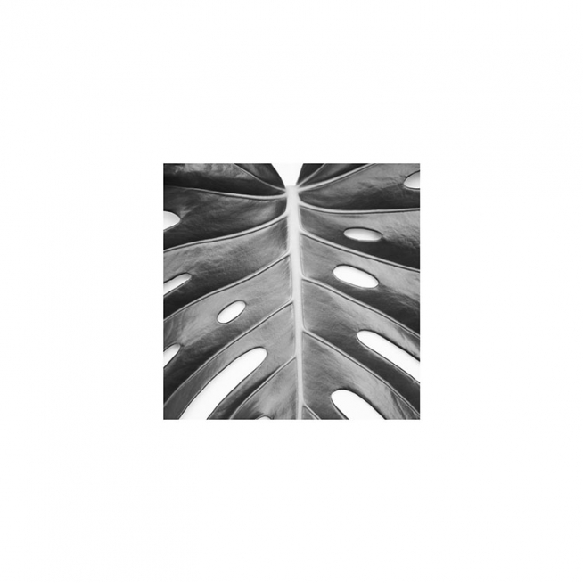 Monstera Deliciosa Poster